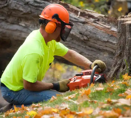 tree services Absecon